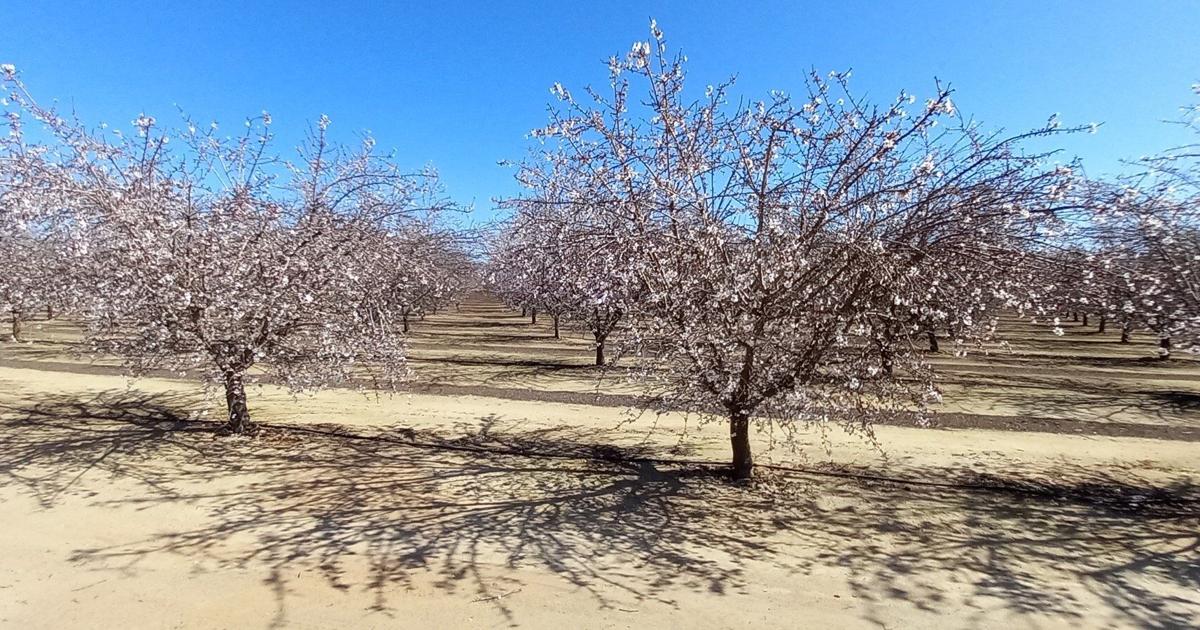 Almonds Tree Rdi Almond Tree