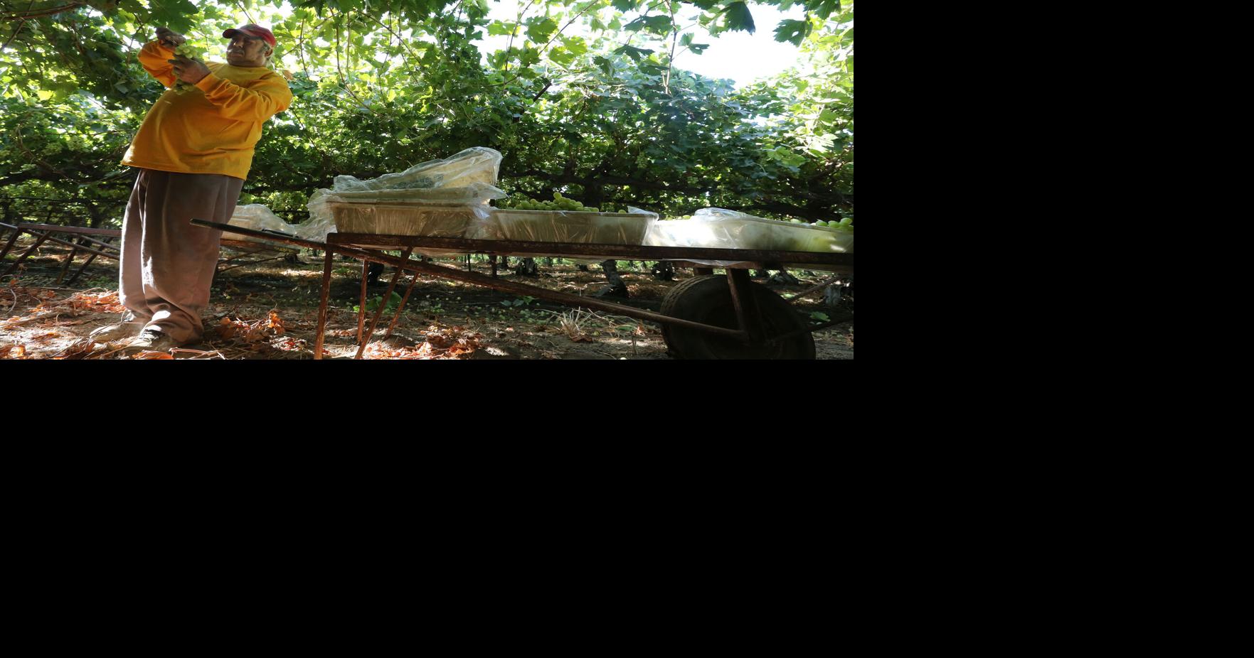 Farmworker shortage raises worries grapes will go unpicked News