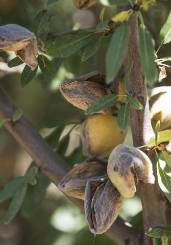 20190814-bc-almondharvest