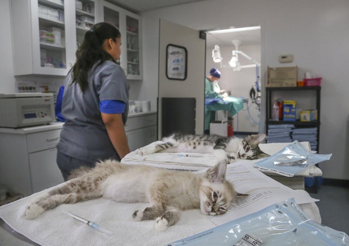 Kimberly Wilson, DVM, New Veterinarian At The Bakersfield Animal