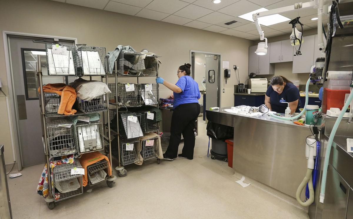 Critters Without Litters turns five, celebrates dramatic success in