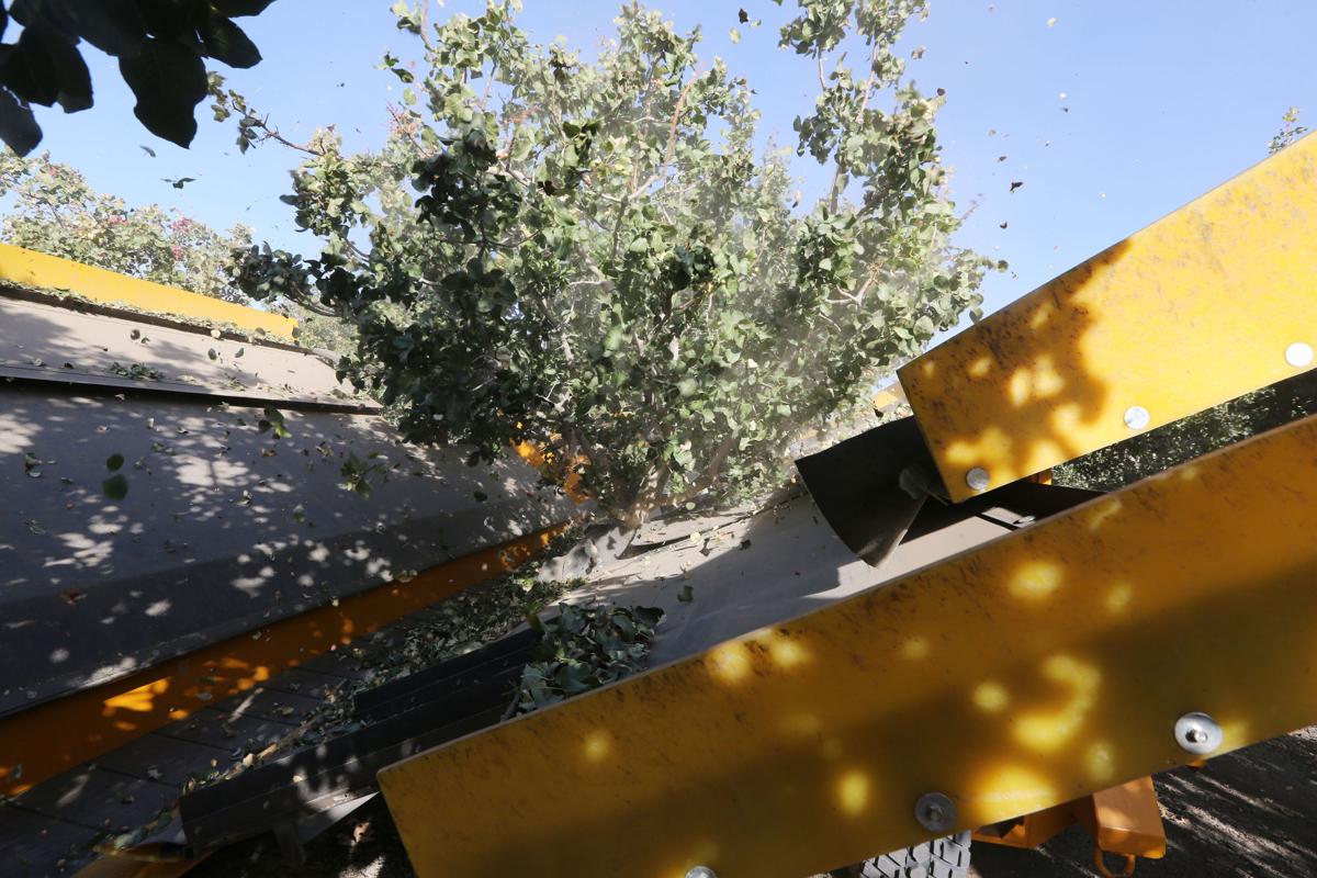 Pistachio production, revenues on the rise in Kern The Delano Record
