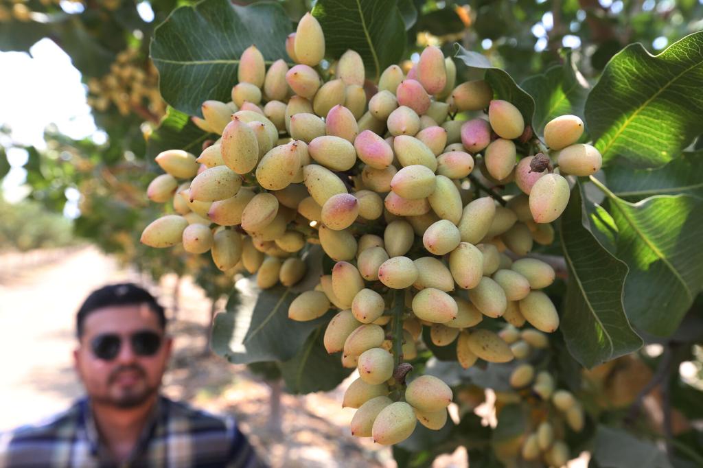 Deep pockets vie for Kern pistachio orchards, News