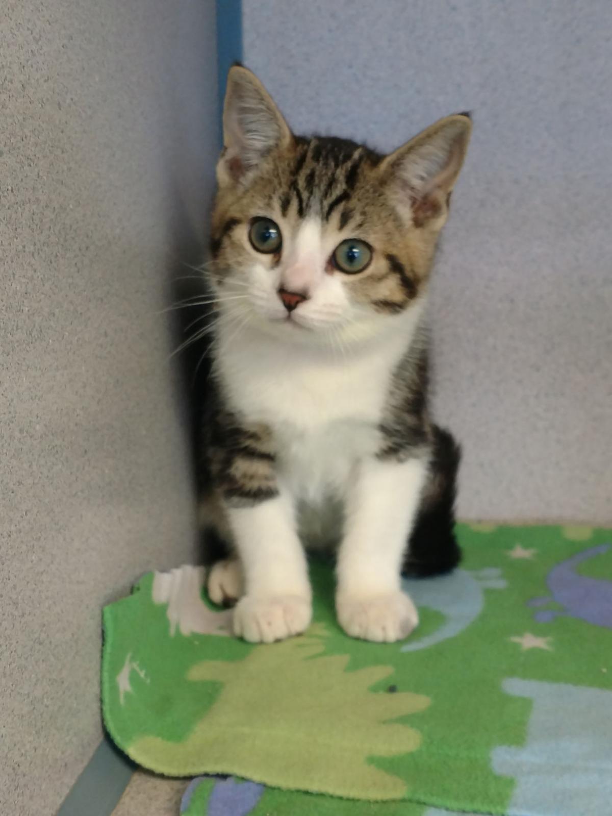 Take Me Home Cats Available For Adoption Entertainment
