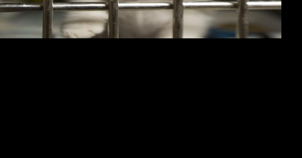 Bakersfield Matters Got veterinarians? Nationwide shortage tests pet