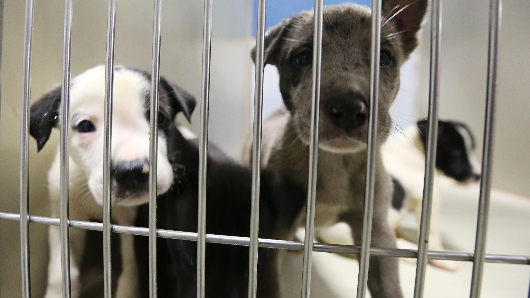 Kern County Animal Services no longer a no-kill shelter after increase in  euthanasia | News 