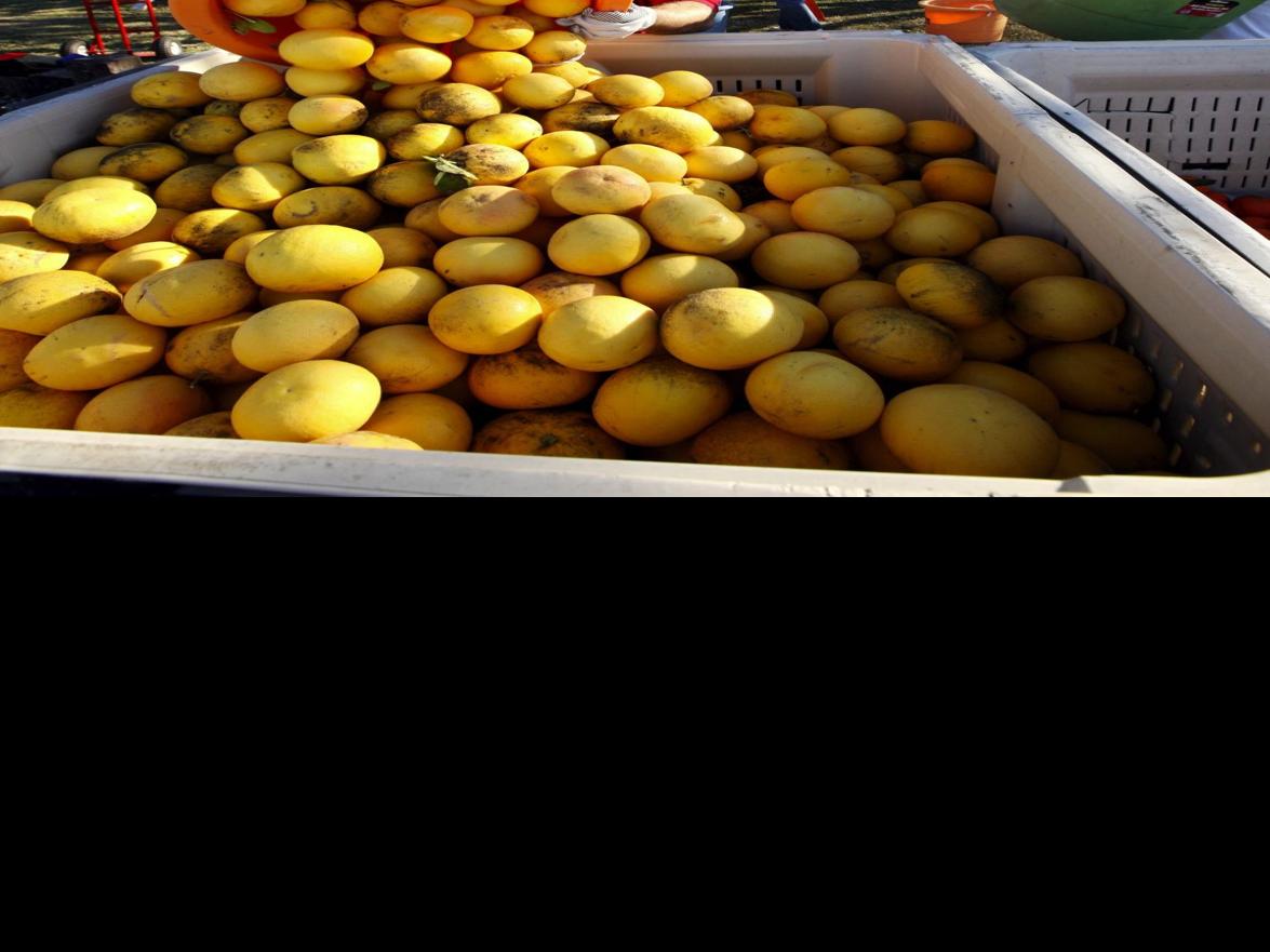 Volunteers Pitch In To Pick Fruit For Needy News Bakersfield Com