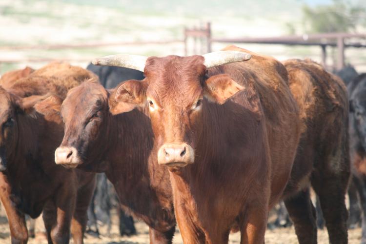 COVID-19 pandemic tests resilience of Kern ranchers | Business ...