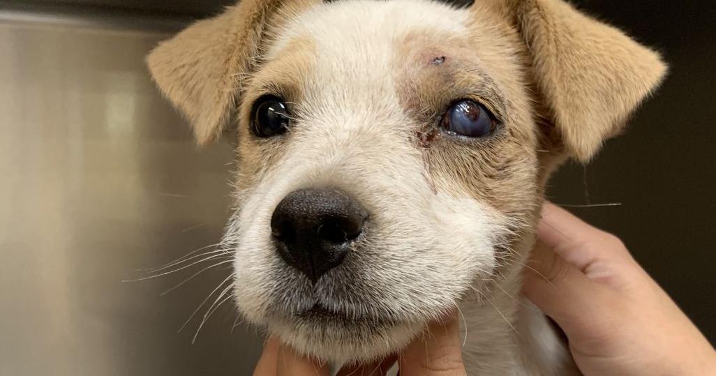 'Miracle dog' survives after getting shot twice in the head with ...