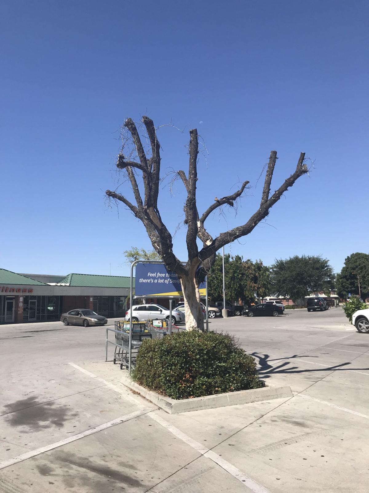 Shade from trees a rare but coveted commodity in Bakersfield parking