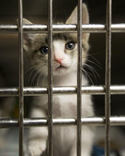 Bakersfield Animal Care Center still offering free adoptions | News |  