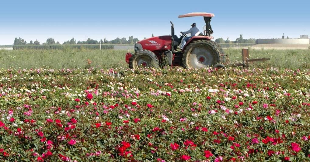Fun blooms for Wasco Rose Festival | Entertainment | bakersfield.com