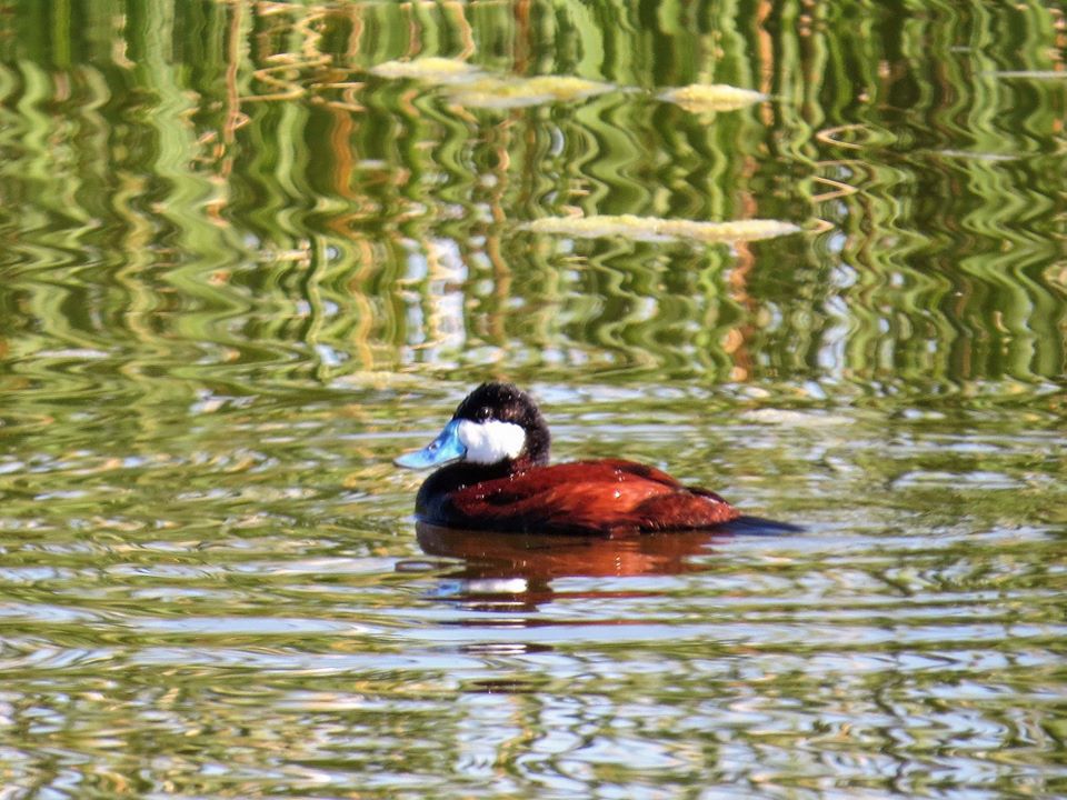 Not just for the birds Kern offers wealth of birding opportunities Entertainment