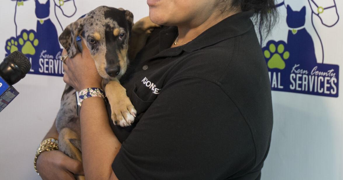 Kern County Animal Services announces 'Mega Adoption' event Sunday ...