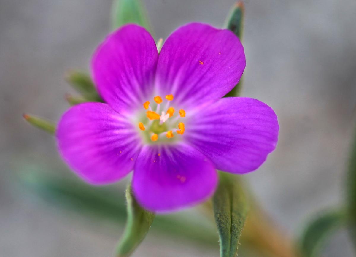 It's the start of wildflower season in Kern County with plenty of