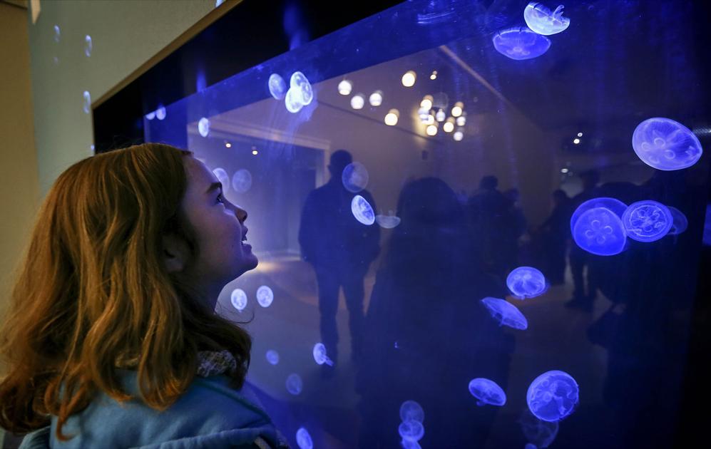 CALM's newest exhibit gets zoo's feet wet News