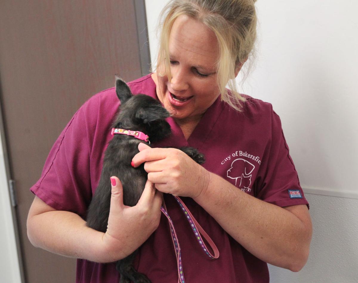 City of Bakersfield Animal Care Center Photo Gallery