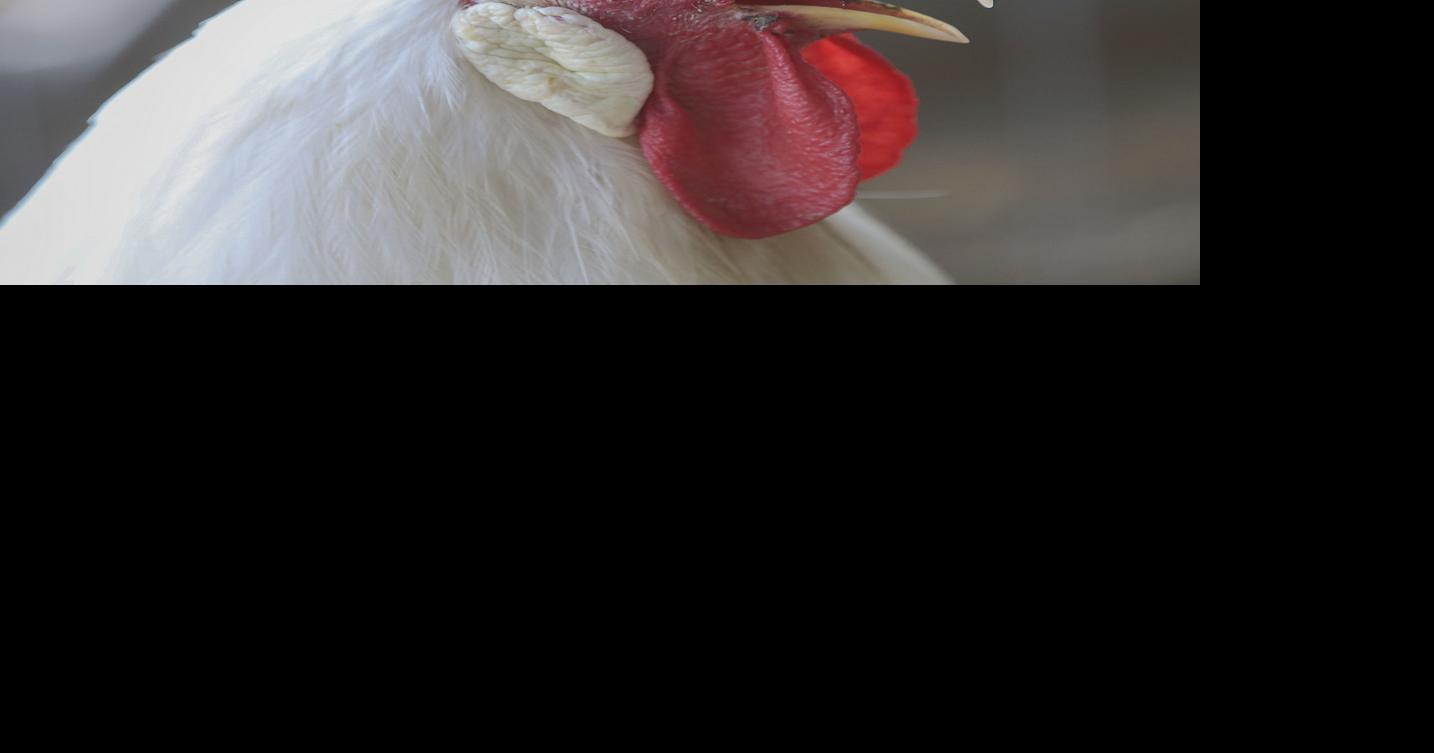 Chicken disease outbreak rattles commercial, backyard egg producers News