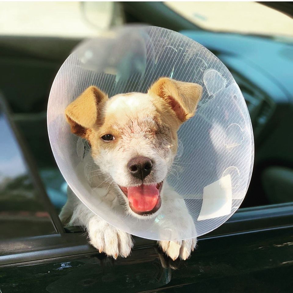 eye surgery for dogs near me