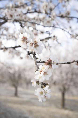 Almond bloom looks good, so far, as industry outlook brightens, News