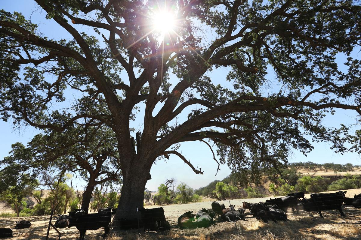 Parkfield, California, The Earthquake Capitol of the World Photo