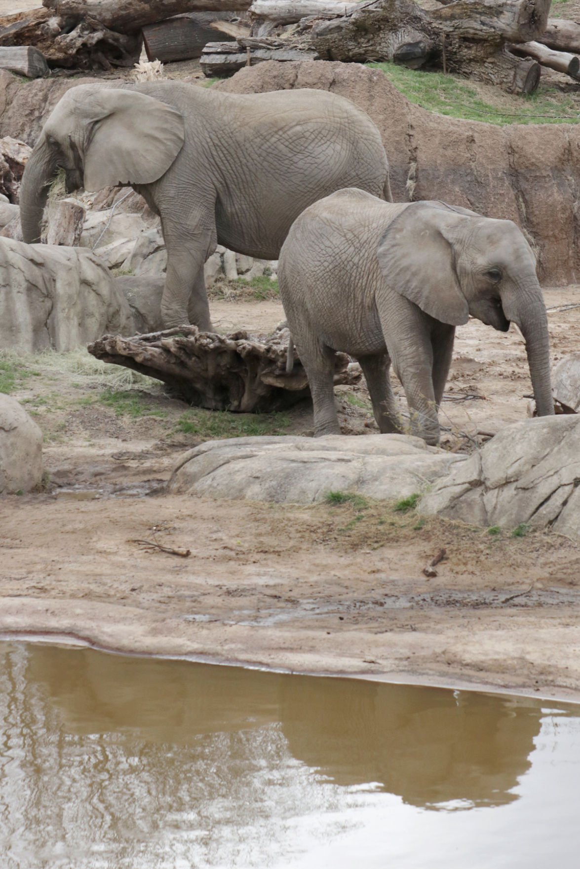 Fresno Chaffee Zoo gets two new African elephants | News | bakersfield.com