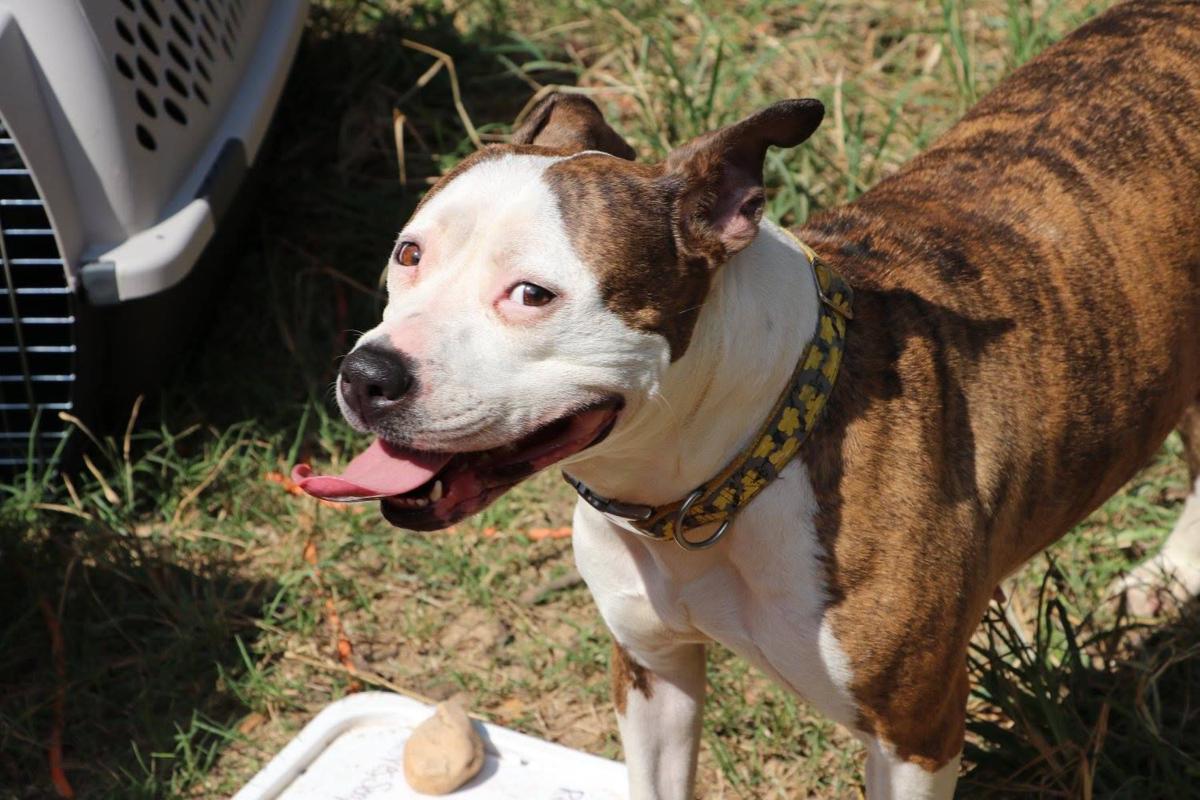 Marley S Mutts Rescues More Than 40 Animals From Shelters