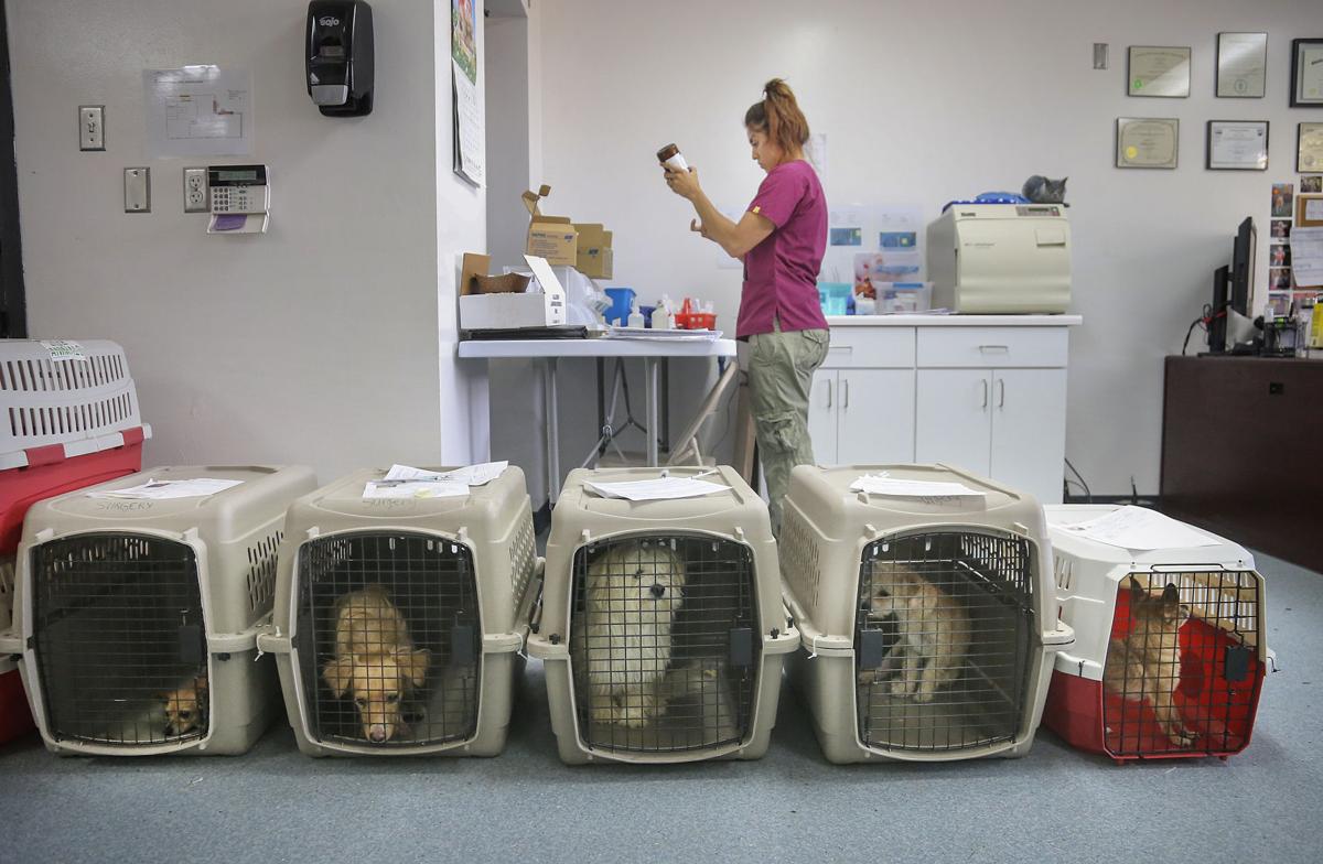 Bakersfield Ca Vet at Gladys Sanchez blog