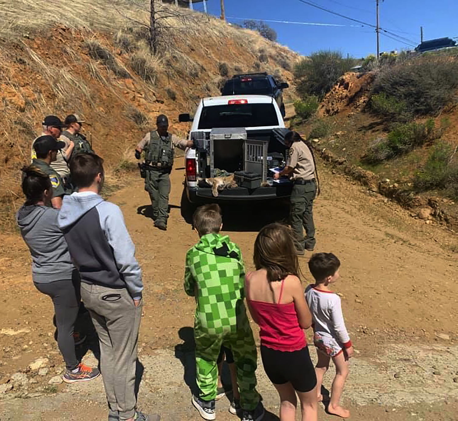 Starving mountain lion discovered by Wofford Heights family