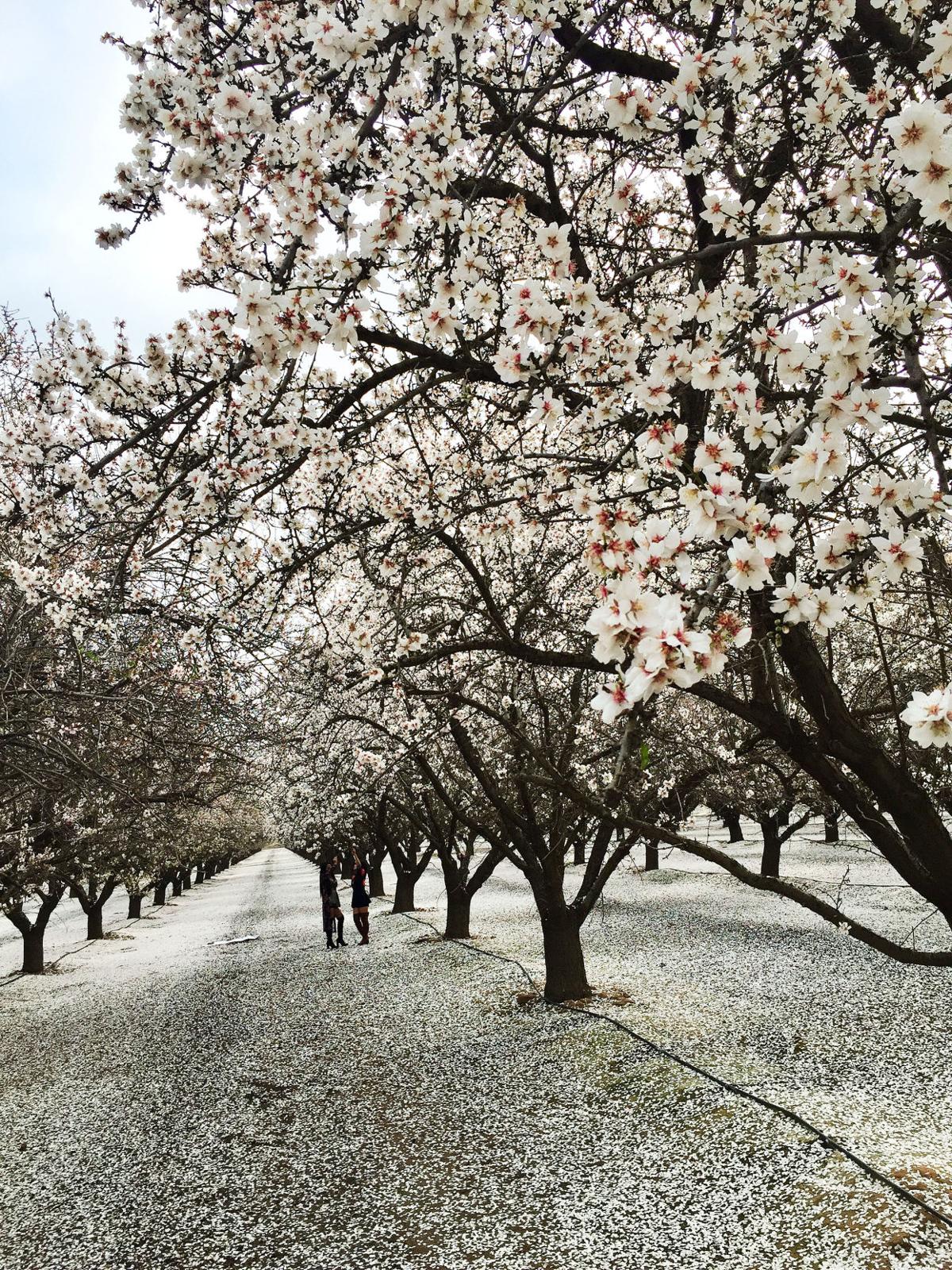 PHOTO GALLERY Portraiture in the almond bloom News