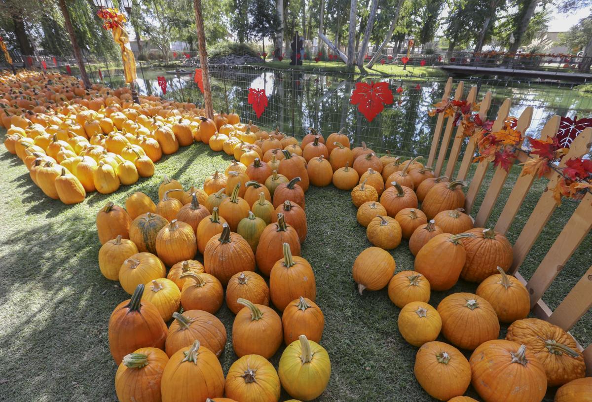 PHOTO GALLERY Banducci Family Pumpkin Patch is preparing to open to