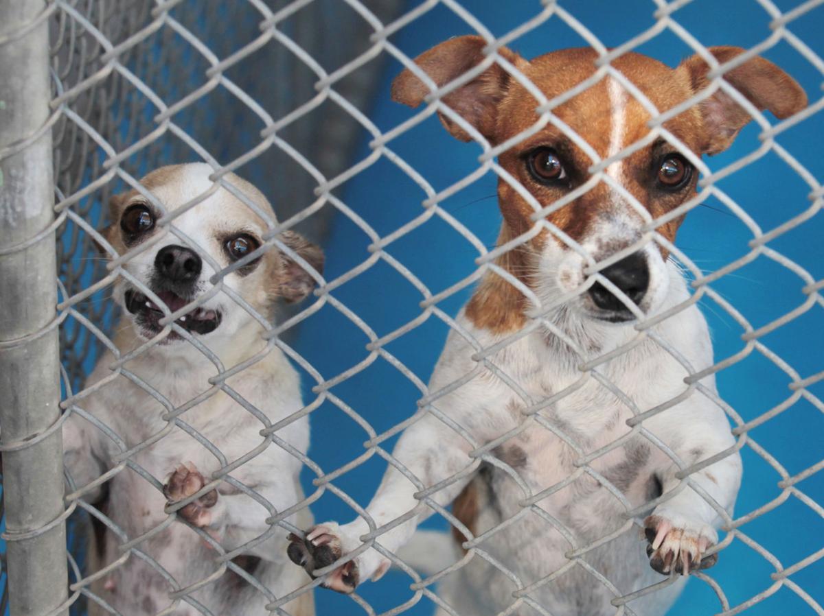 Californian analysis Spayneuter efforts saving lives at shelters