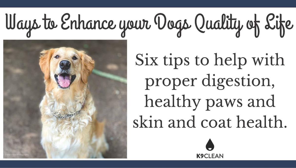 Ways to enhance your dogs quality of life Sponsored
