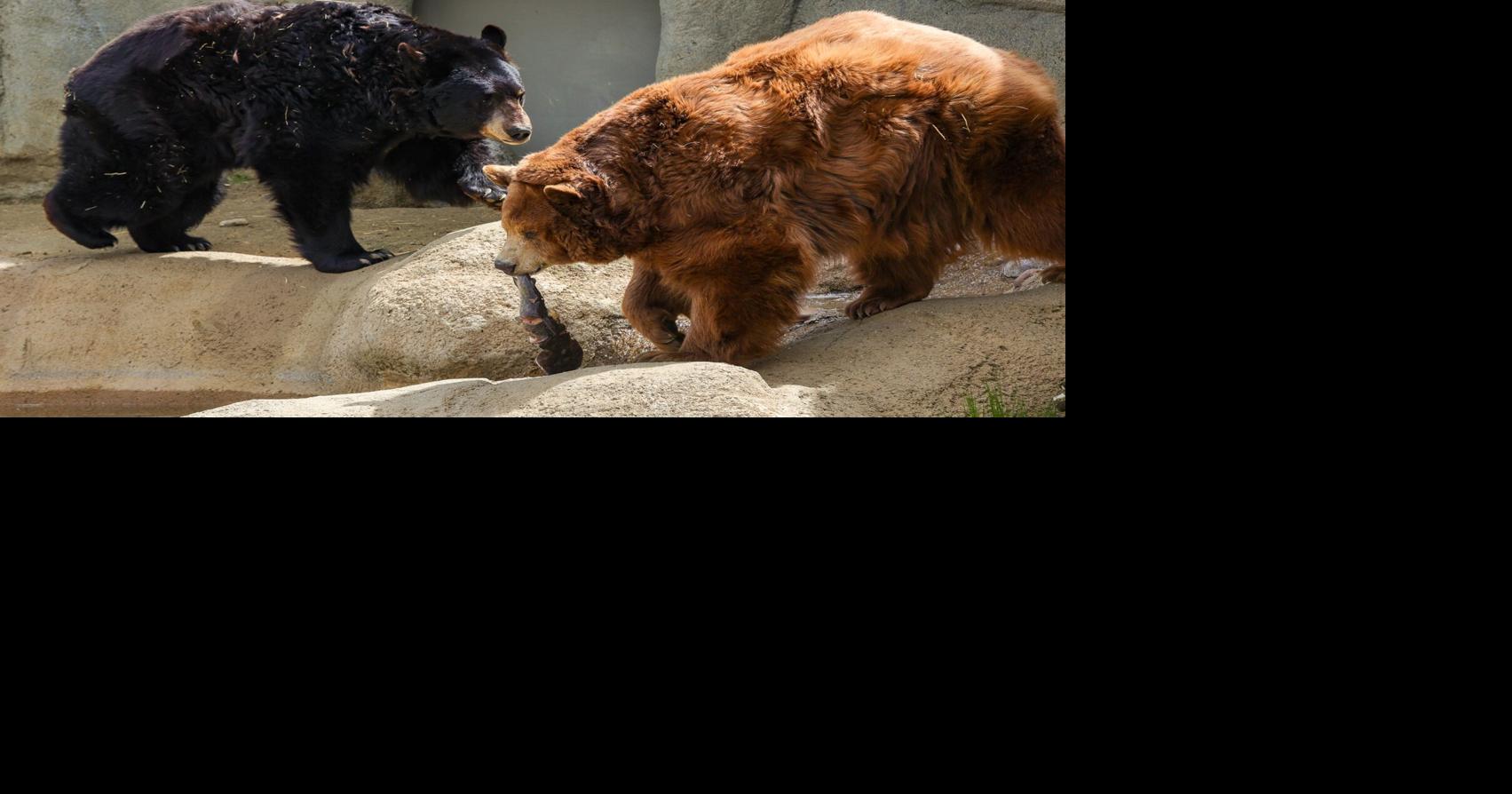 Grub and bear it for CALM's Breakfast with the Bears | Entertainment ...