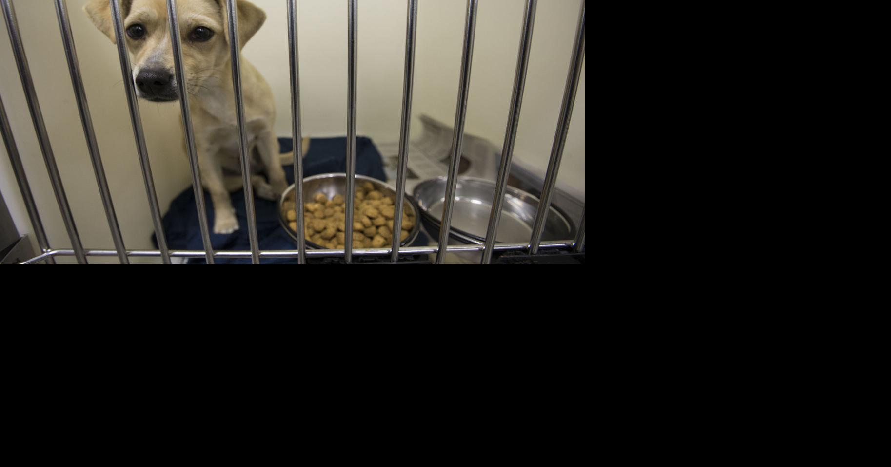 PHOTO GALLERY Then and Now Killing of county shelter animals down