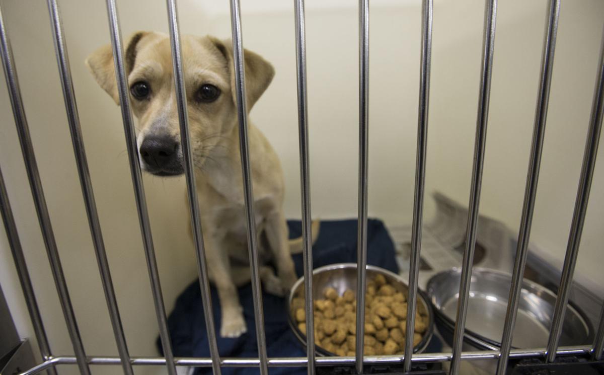 PHOTO GALLERY Then and Now Killing of county shelter animals PHOTO GALLERY Then and Now Killing of county shelter animals