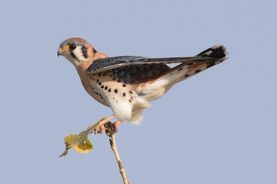 THROUGH YOUR LENS Majestic birds in Kern County Photo Galleries