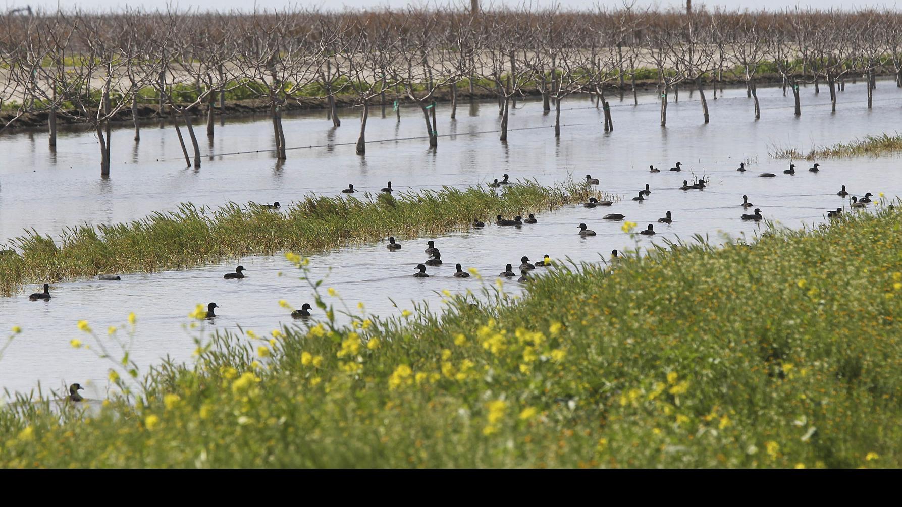 Little Poso Creek Causing Big Problems For Farmers In Northern Kern News Bakersfield Com