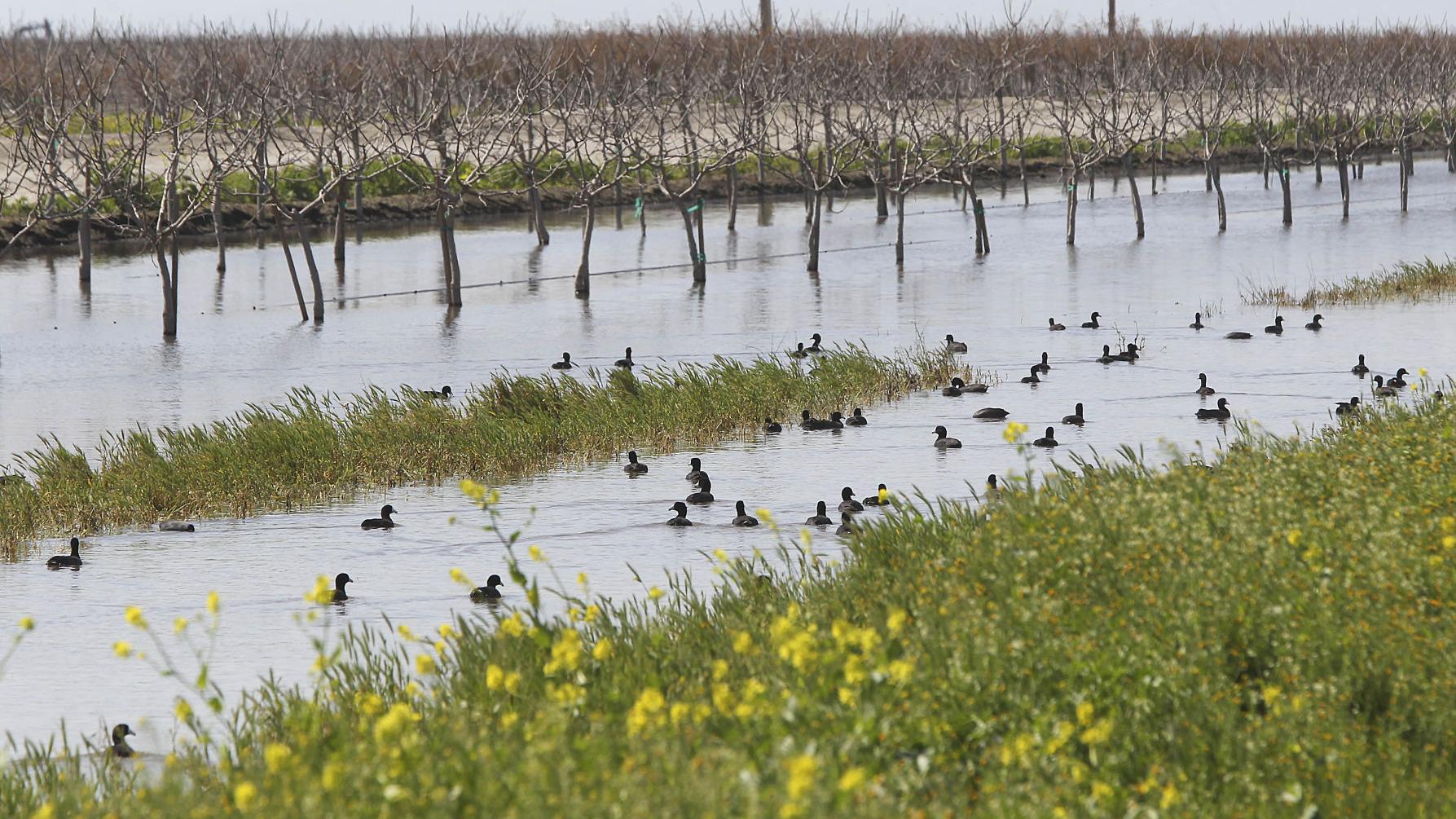 Little Poso Creek Causing Big Problems For Farmers In Northern Kern News Bakersfield Com Little Poso Creek Causing Big Problems For Farmers In Northern Kern News Bakersfield Com