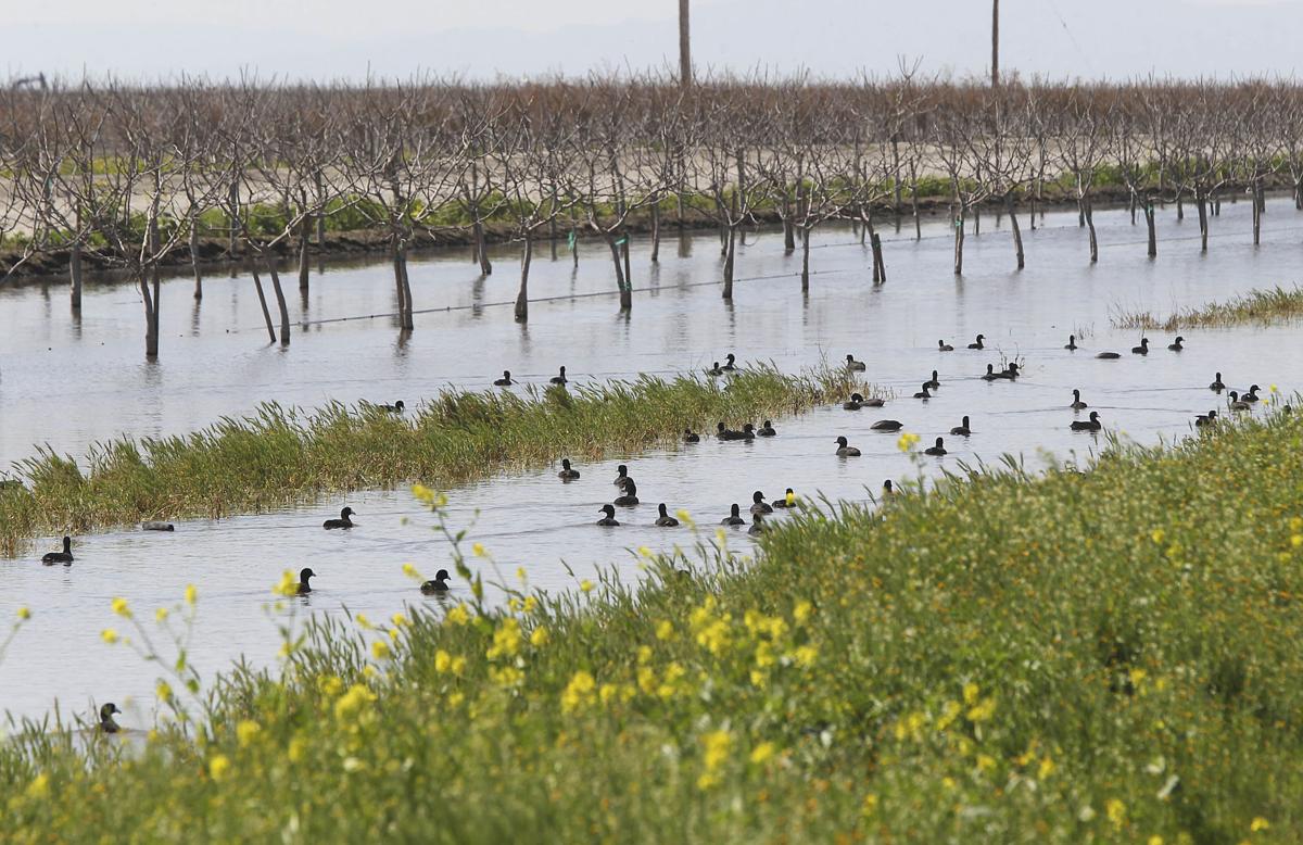 Little Poso Creek Causing Big Problems For Farmers In Northern Kern News Bakersfield Com