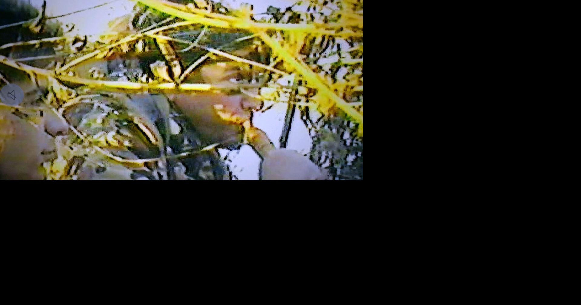 KEN BARNES Remembering duck calls and the Kern Wildlife Refuge Expo Columnists