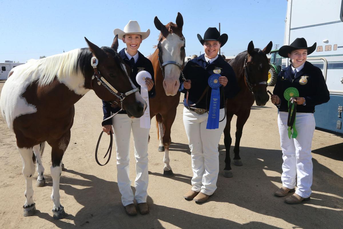 Fair horses