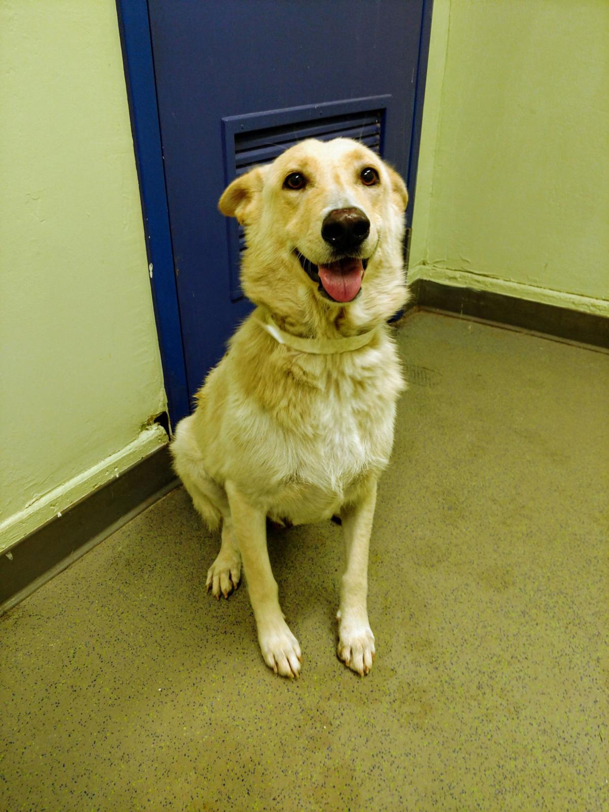Dogs For Sale Craigslist Bakersfield 41 - bawpft3
