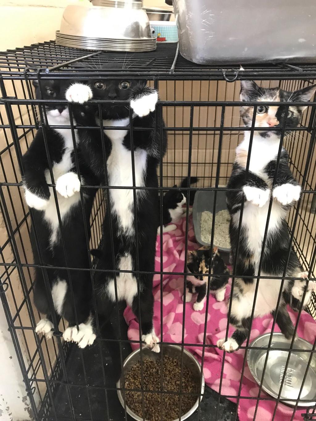 Lois Henry City S Feral Cat Fixing Program Going Gangbusters