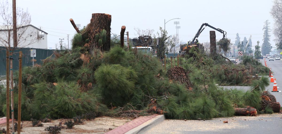 Why is Bakersfield no longer listed as a Tree City USA by the National