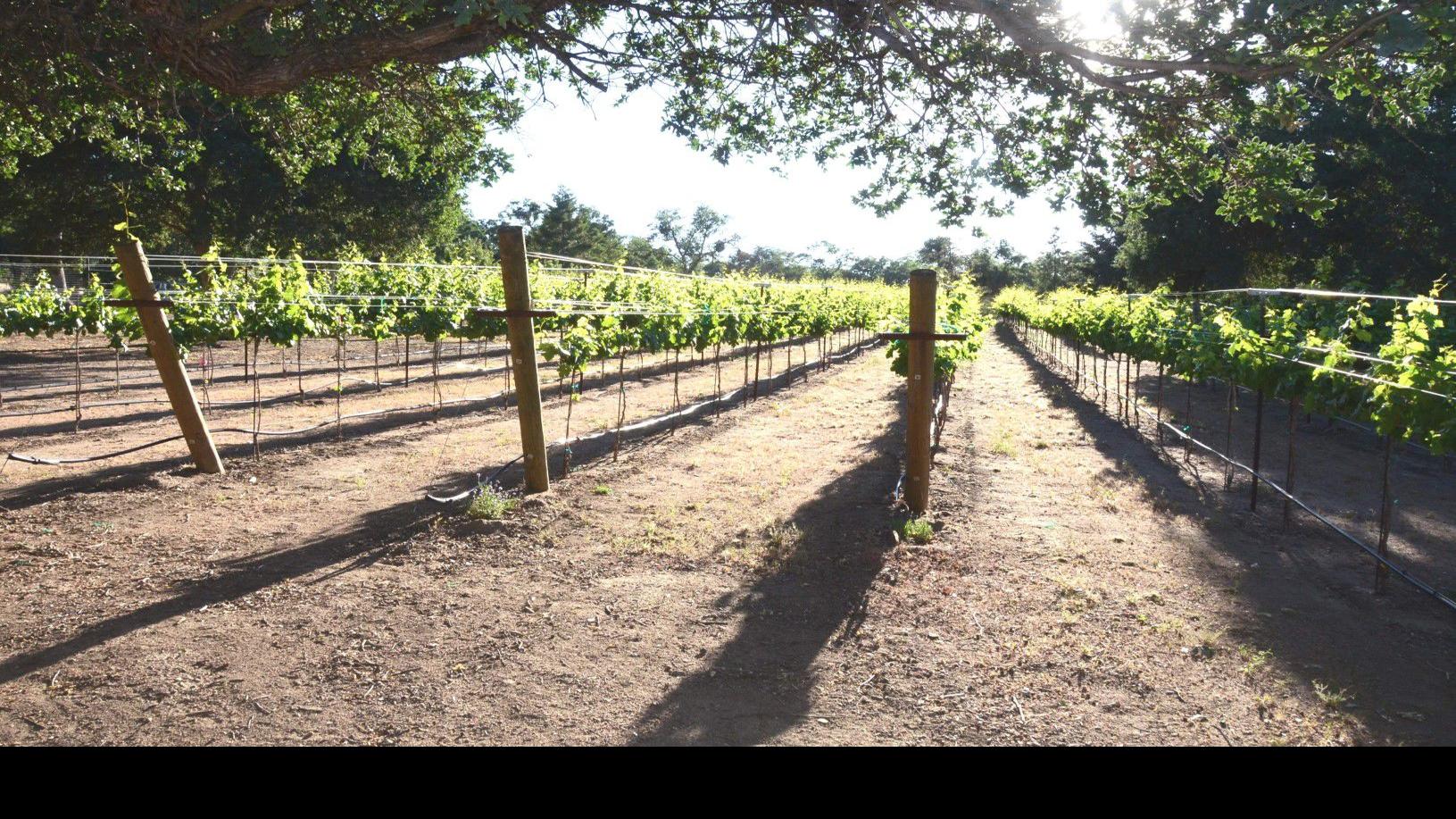 wallpapers Dorner Family Vineyard Tehachapi Ca a new kern county wine country