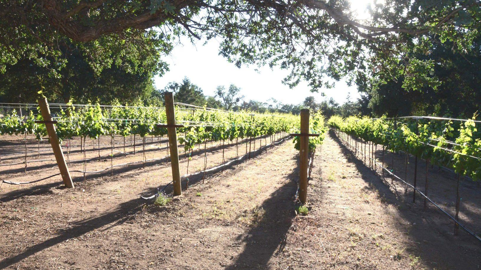 wallpapers Dorner Family Vineyard Tehachapi Ca a new kern county wine country