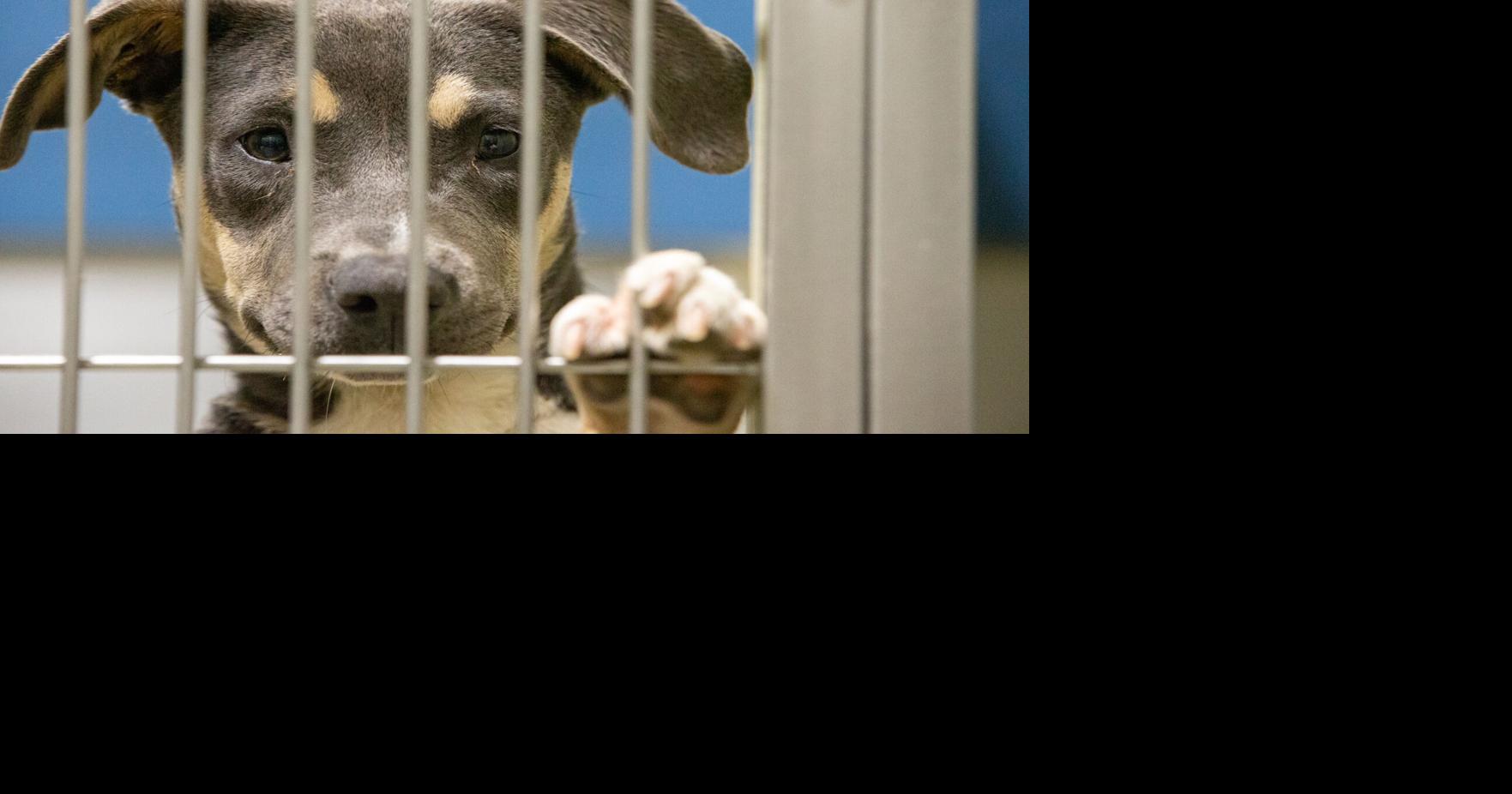 Adoption fees waived this month at Kern County Animal Services | News ...