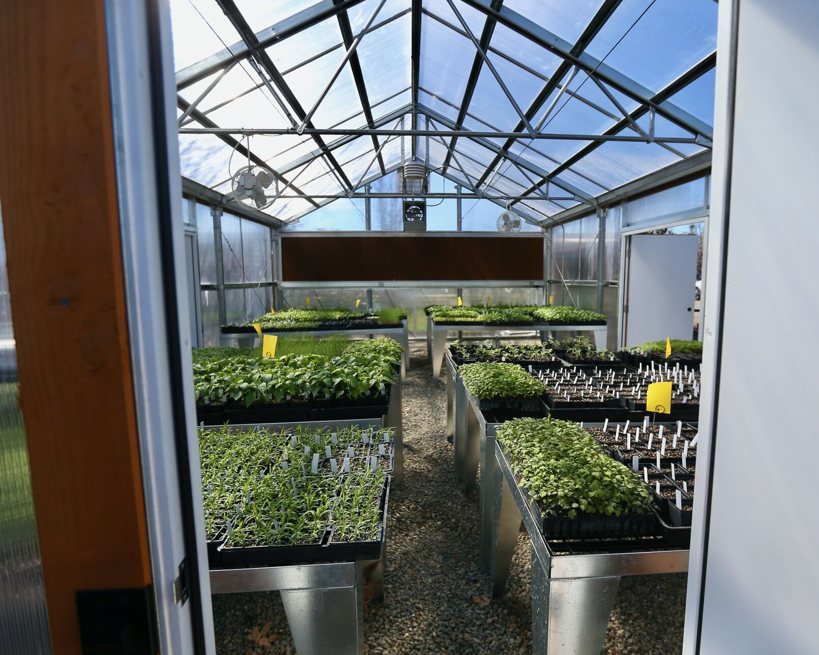 newgreenhouse plant sale