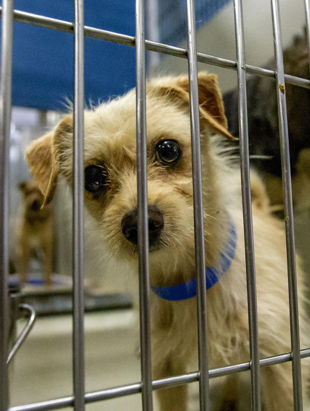 Free animal adoptions at Kern County shelters for "Just One Day" News